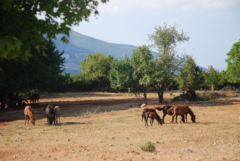 ενοικιαζόμενη παραδοσιακή σαν παραμύθι *