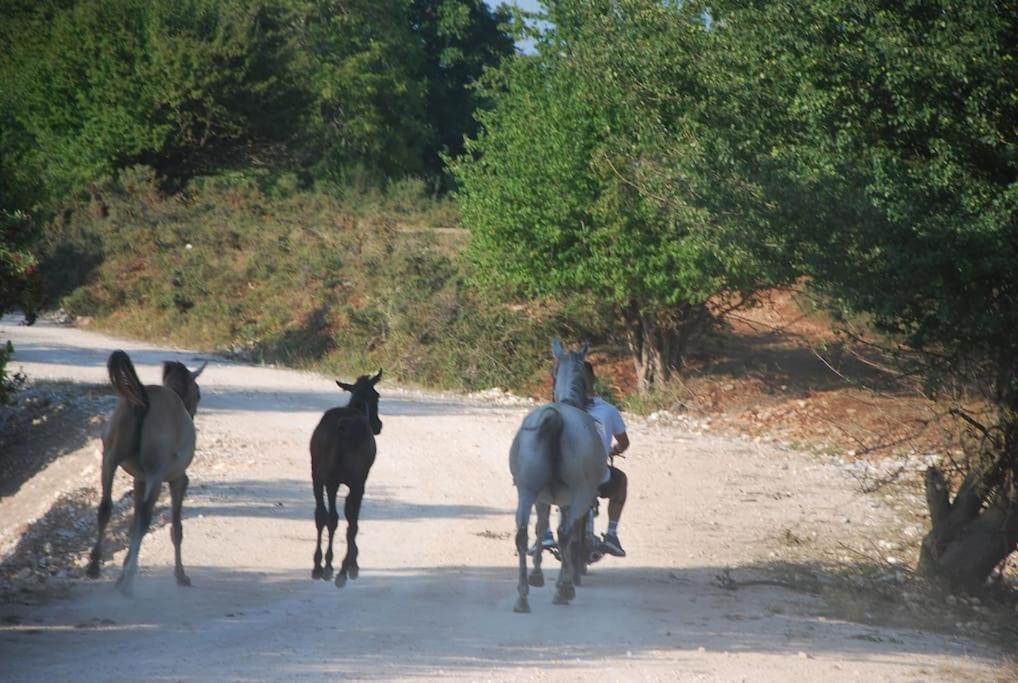 ενοικιαζόμενη παραδοσιακή σαν παραμύθι * Volakas
